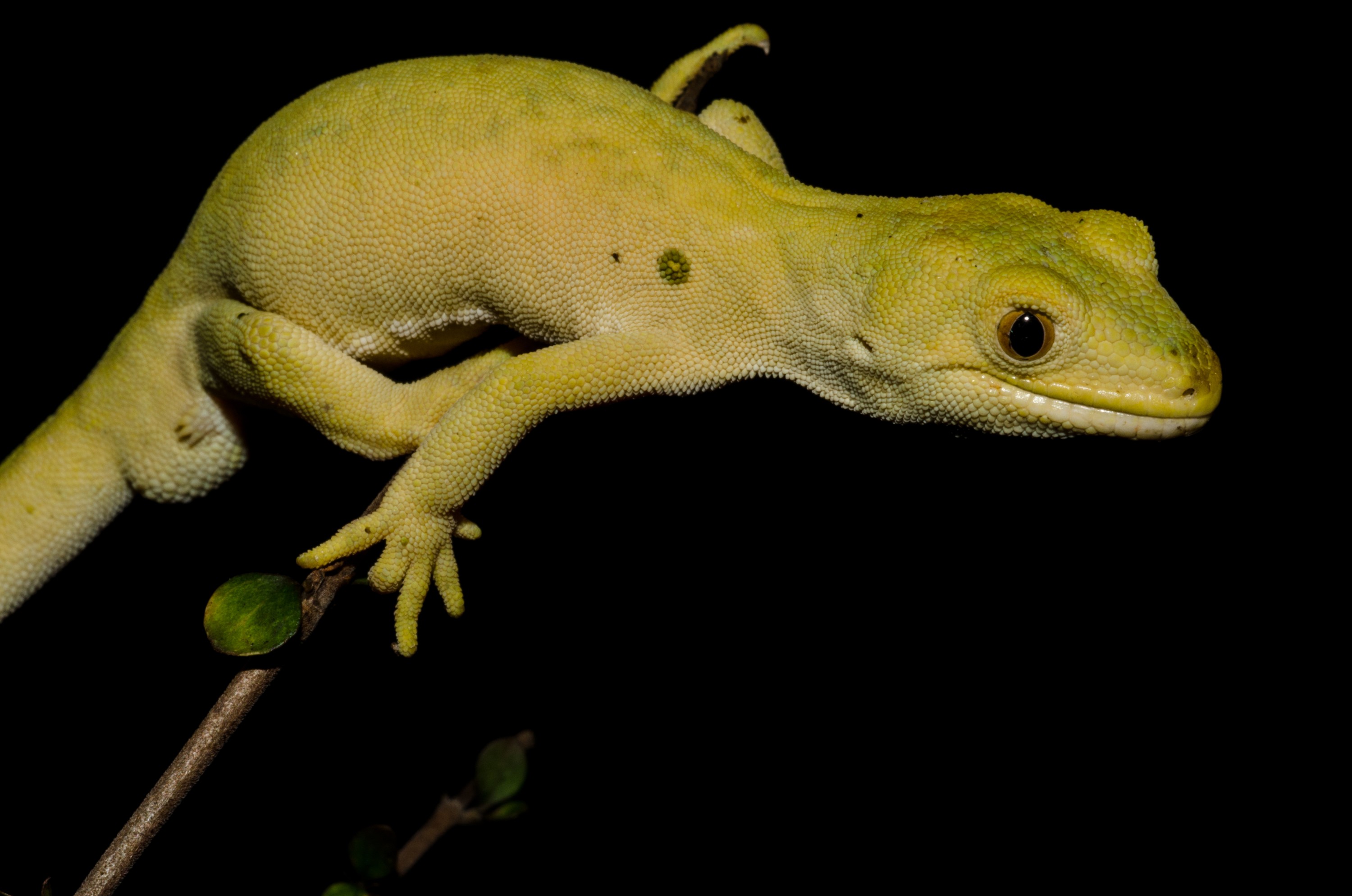 DSC_2928 – Auckland, green, gecko, Naultinus, elegans, lizard, Crispin, reptiles, amphibians, rare, cold, blood, new, new zealand, zealand, nz
